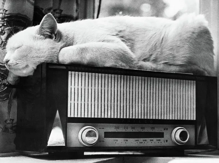 Framed Print : Cat Sleeping on a Radio Framed Print : Cat Sleeping on a Radio