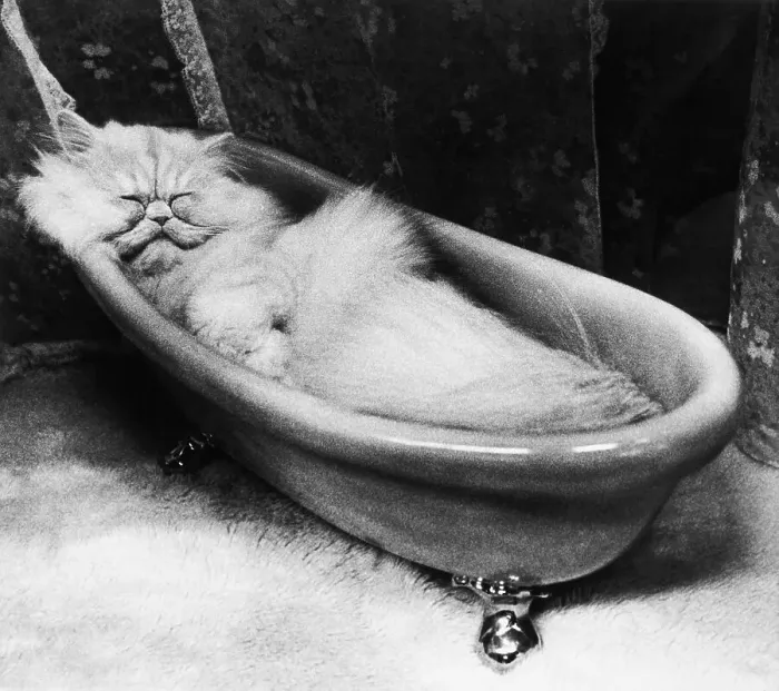 Framed Print : Cat Sleeping in Small Bathtub Framed Print : Cat Sleeping in Small Bathtub