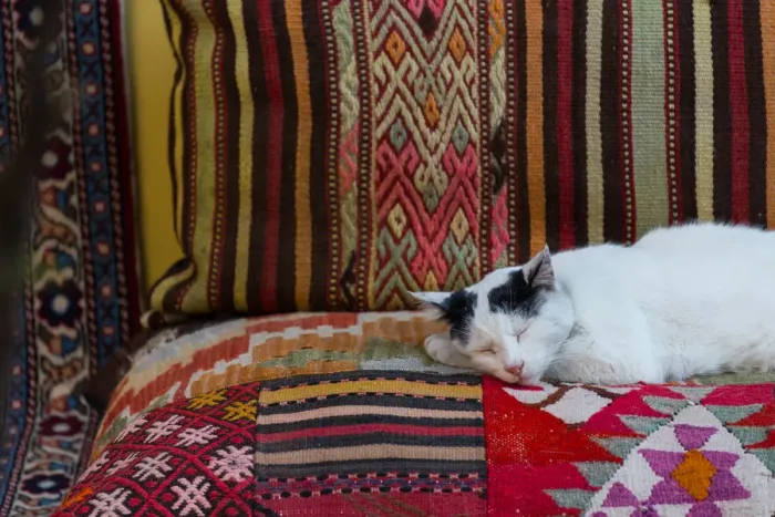 Framed Print : A cat sleeps over turkish carpet Framed Print : A cat sleeps over turkish carpet