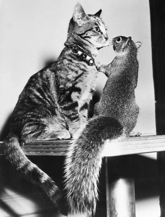 Framed Print : Cat and Squirrel Nose to Nose Framed Print : Cat and Squirrel Nose to Nose