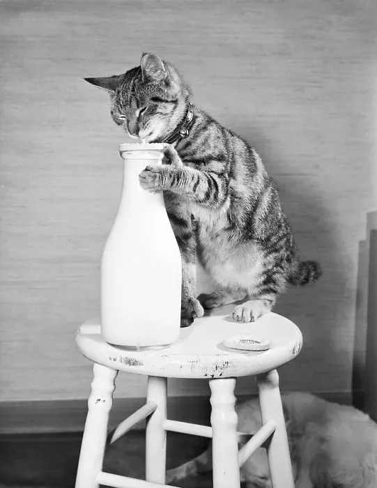 Framed Print : Cat Standing on Stool with Milk Bottle