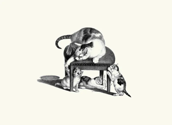Framed Print : Cat on Stool