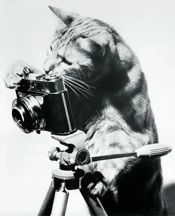 Framed Print : Cat Taking a Picture