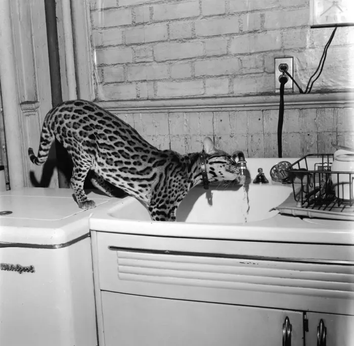 Framed Print : Cat At The Tap Framed Print : Cat At The Tap