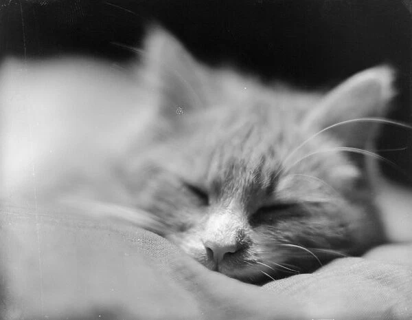 Cat Tired. 1929: The whiskered face of a sleeping cat