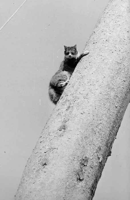 Framed Print : Cat Up Tree Framed Print : Cat Up Tree