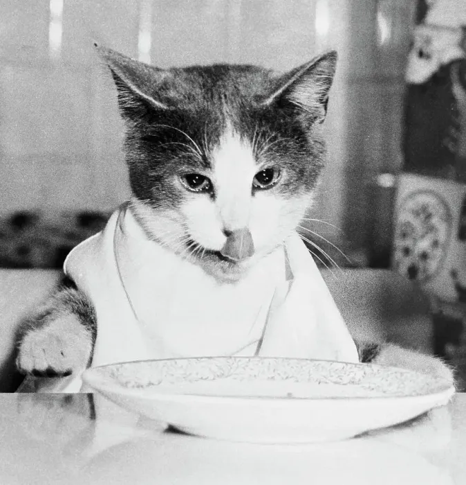 Framed Print : Cat Waiting to Eat Framed Print : Cat Waiting to Eat
