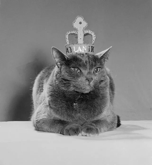 Framed Print : Cat Wearing a Crown Framed Print : Cat Wearing a Crown