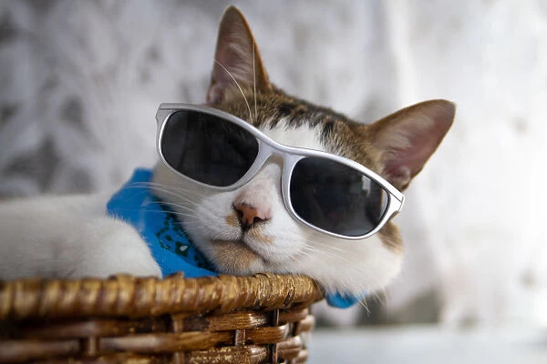 Cat is wearing sunglasses