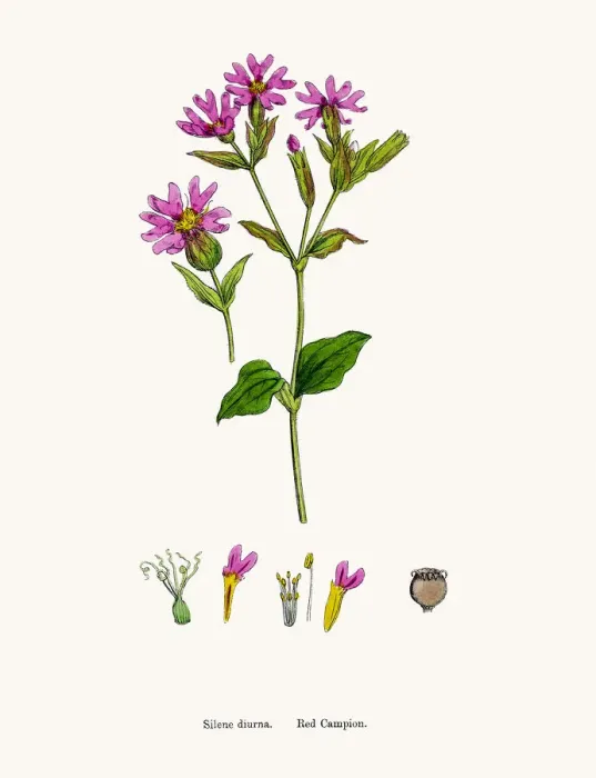 Framed Print : Catchfly Campion flower Framed Print : Catchfly Campion flower