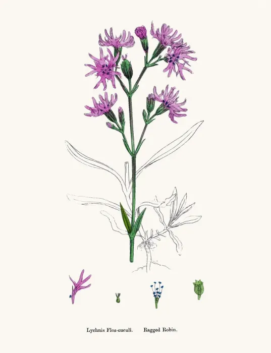 Framed Print : Catchfly Campion flower Framed Print : Catchfly Campion flower