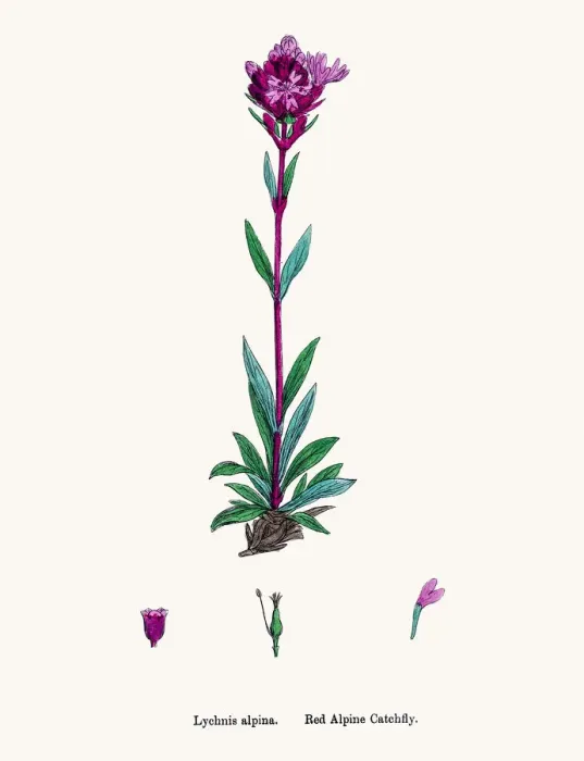 Framed Print : Catchfly Campion flower Framed Print : Catchfly Campion flower