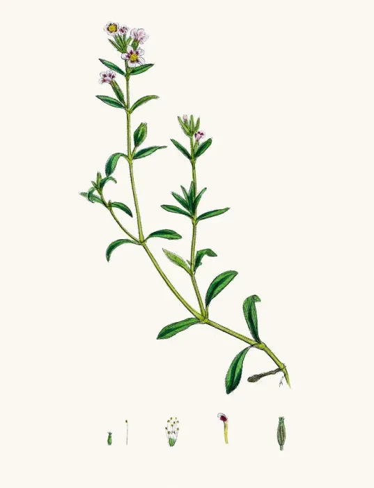 Framed Print : Catchfly Campion flower Framed Print : Catchfly Campion flower