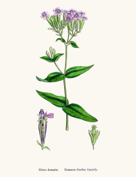 Framed Print : Catchfly Campion flower Framed Print : Catchfly Campion flower
