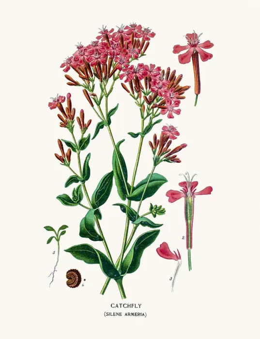 Framed Print : Catchfly flower Framed Print : Catchfly flower