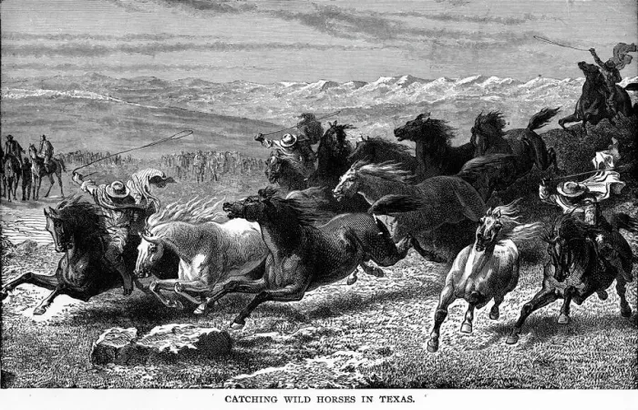 Framed Print : Catching Wild Horses Framed Print : Catching Wild Horses