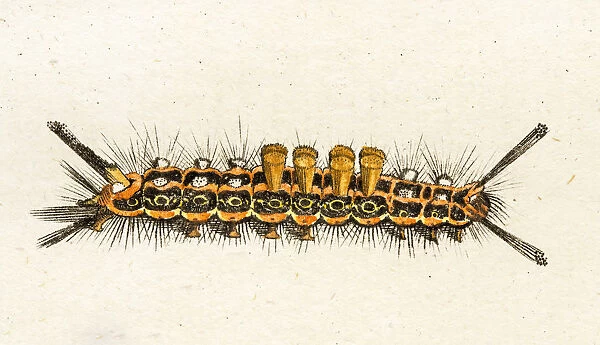 caterpillar, a 18th century scientific illustration