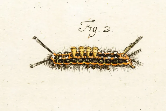 Framed Print : caterpillar, a 18th century scientific illustration