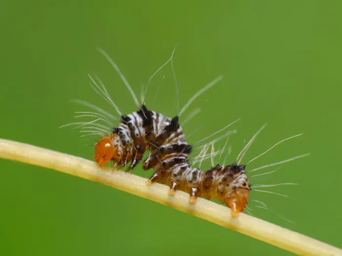 Framed Print : Caterpillar Framed Print : Caterpillar