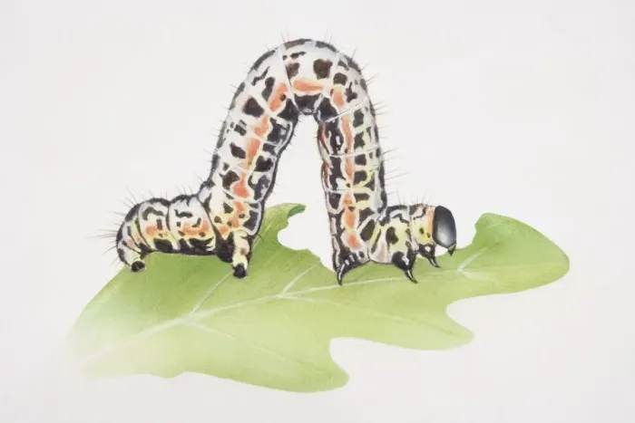 Framed Print : Caterpillar crawling on green leaf with contracted body raised up, side view Framed Print : Caterpillar crawling on green leaf with contracted body raised up, side view