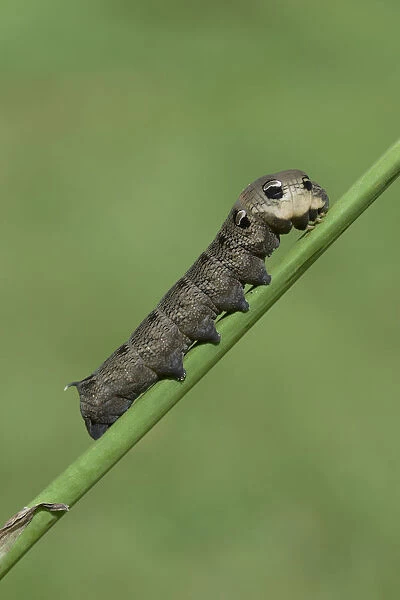Caterpillar, Elephant Hawk-moth -Deilephila elpenor-, Emsland, Lower Saxony, Germany