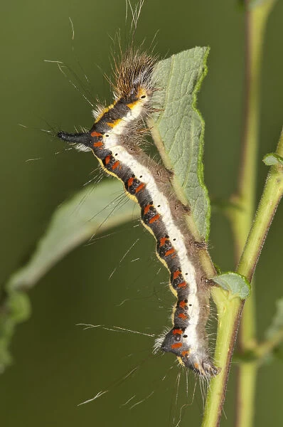 Caterpillar of a Grey Dagger Moth -Acronista psi- feeding on an Eared Sallow Bush -Salicetum auritae-, Baden-Wurttemberg, Germany