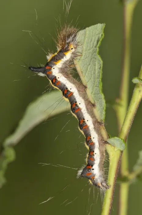 Framed Print : Caterpillar of a Grey Dagger Moth -Acronista psi- feeding on an Eared Sallow Bush -Salicetum auritae-, Baden-Wurttemberg, Germany