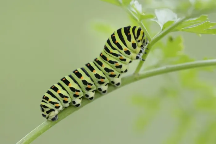 Framed Print : Caterpillar of an Old World Swallowtail -Papilio machaon-, Pleven region, Bulgaria