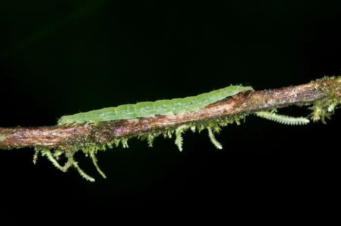 Framed Print : Caterpillar of an Owlet Moth in the genus of Hypena, Noctuidae, Tandayapa region, Andean mist rainforest, Ecuador, South America Framed Print : Caterpillar of an Owlet Moth in the genus of Hypena, Noctuidae, Tandayapa region, Andean mist rainforest, Ecuador, South America