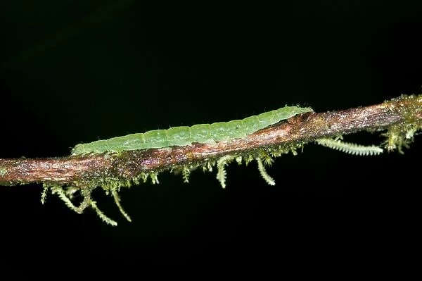 Caterpillar of an Owlet Moth in the genus of Hypena, Noctuidae, Tandayapa region, Andean mist rainforest, Ecuador, South America
