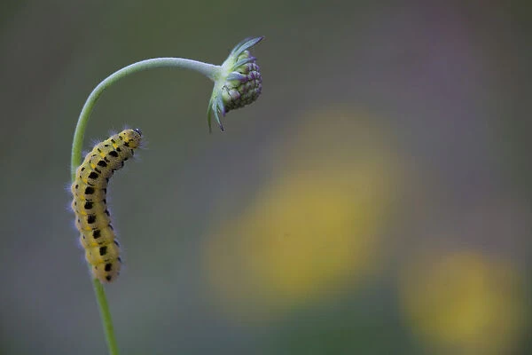 Caterpillar of a Six-spot Burnet Moth -Zygaena Filipendulae-, Germany