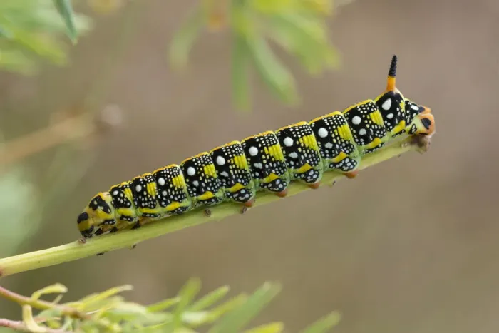 Framed Print : Caterpillar of the Spurge Hawk-moth -Hyles euphorbiae- feeding on its food plant Cypress Spurge -Euphorbia cyparissias-, Germany Framed Print : Caterpillar of the Spurge Hawk-moth -Hyles euphorbiae- feeding on its food plant Cypress Spurge -Euphorbia cyparissias-, Germany