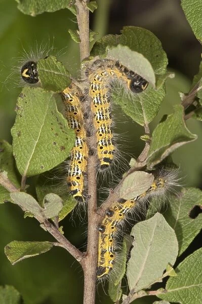 Caterpillars of Buff-tip Moths -phalera bucephala- feeding on an Eared Sallow Bush -Salicetum auritae-, Baden-Wurttemberg, Germany