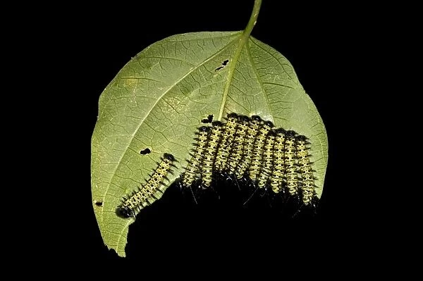 Caterpillars of the Cydno Longwing -Heliconius cydno-, Tambopata National Reserve, Madre de Dios region, Peru