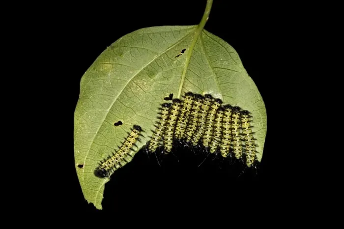 Framed Print : Caterpillars of the Cydno Longwing -Heliconius cydno-, Tambopata National Reserve, Madre de Dios region, Peru