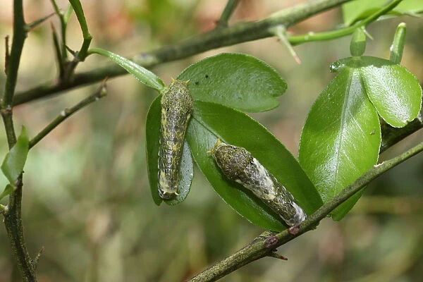 Caterpillars of the scarlet mormon -Papilio rumanzovia-, early stage, found in South America