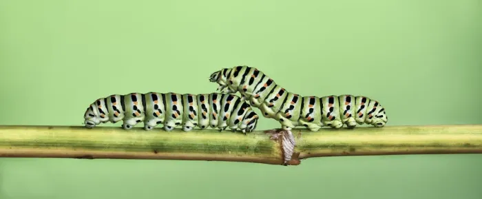 Framed Print : Two Caterpillars on a stem Framed Print : Two Caterpillars on a stem