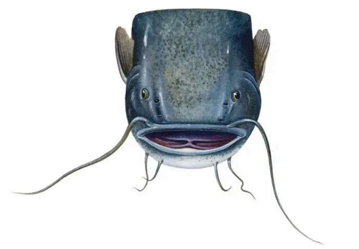 Framed Print : Catfish (Silurus glanis), head showing very long barbels on upper and lower jaw Framed Print : Catfish (Silurus glanis), head showing very long barbels on upper and lower jaw