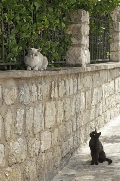 Framed Print : Cats, historic centre, Rab Town, Rab, Primorje-Gorski Kotar County, Croatia Framed Print : Cats, historic centre, Rab Town, Rab, Primorje-Gorski Kotar County, Croatia