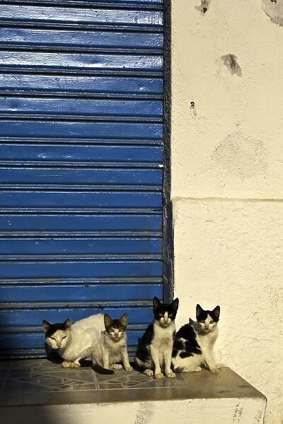 Cats in the Medina