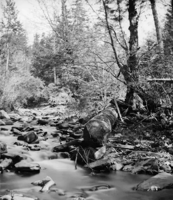 Framed Print : Catskill Forest Framed Print : Catskill Forest
