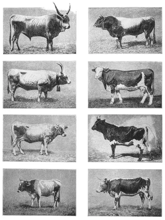Framed Print : Cattle. Illustration of a Cattle Framed Print : Cattle. Illustration of a Cattle