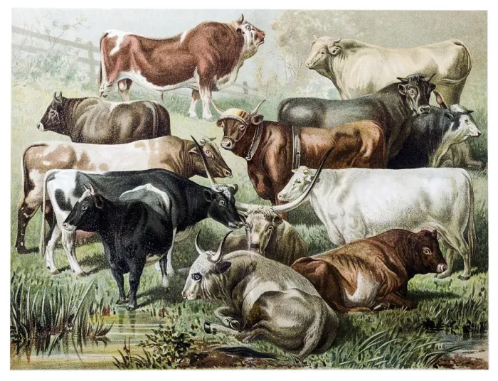 Framed Print : Cattle. Illustration of a cattle species Framed Print : Cattle. Illustration of a cattle species