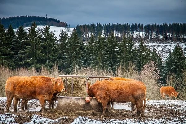 Cattle. Brown cattle on snow-capped hills in Winterberg, Sauerland, Germany