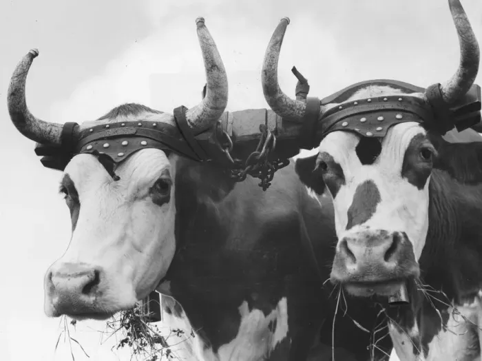 Framed Print : Cattle. A yoke fastened over the necks of cattle and attached to the plough or wagon Framed Print : Cattle. A yoke fastened over the necks of cattle and attached to the plough or wagon