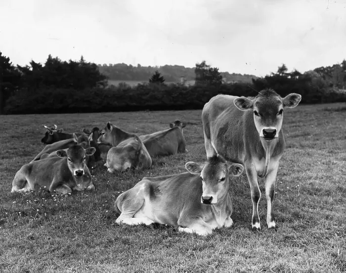 Framed Print : Cattle. June 1962: Young Jersey cattle at the foot of Cleave Hill in Gloucestershire Framed Print : Cattle. June 1962: Young Jersey cattle at the foot of Cleave Hill in Gloucestershire