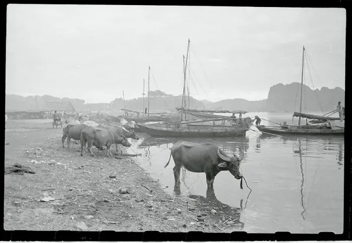 Framed Print : Cattle Drinking Water from a Riverbank