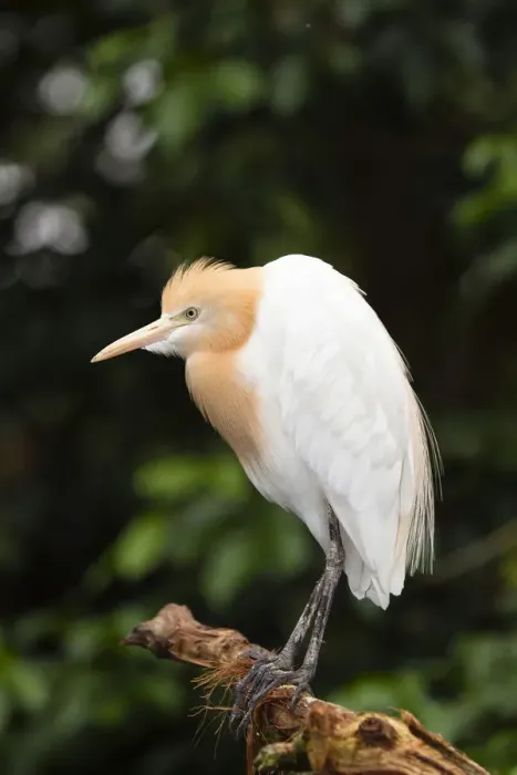 Framed Print : Cattle Egret -Bubulcus ibis coromandus-, Queensland, Australia Framed Print : Cattle Egret -Bubulcus ibis coromandus-, Queensland, Australia