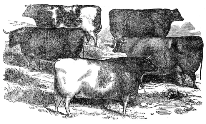 Framed Print : Cattle engraving 1841 Framed Print : Cattle engraving 1841
