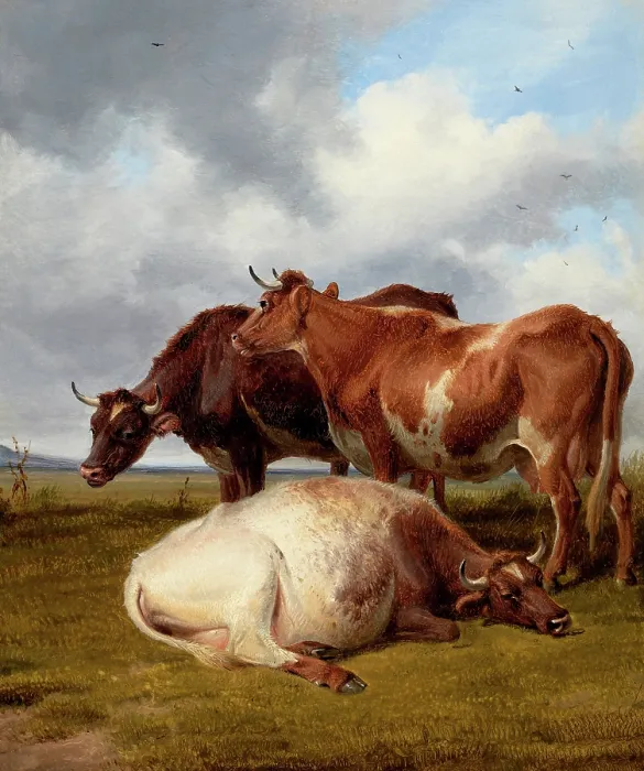 Framed Print : Cattle Grazing Framed Print : Cattle Grazing